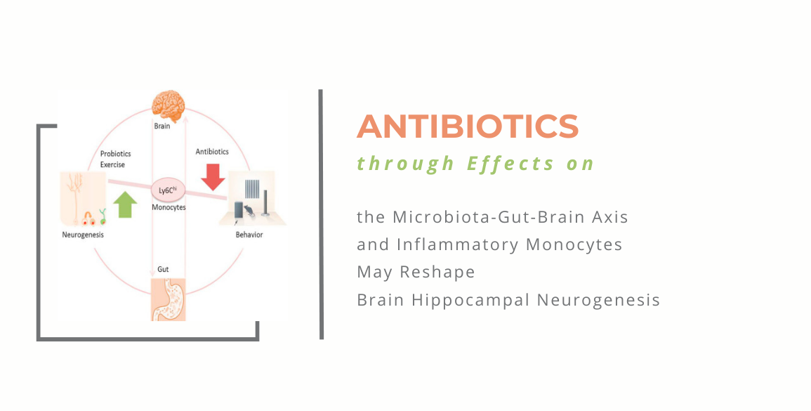antibiotics microbiota gut brain axis