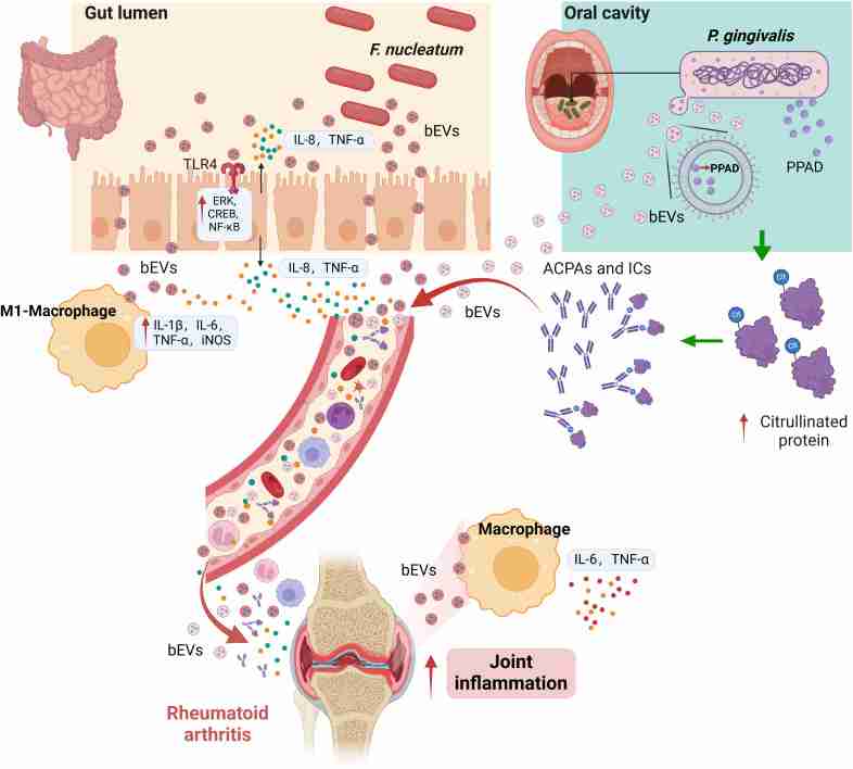 role of bEVs in RA