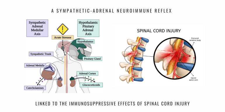 Sympathetic Adrenal Neuroimmune Reflex Spinal