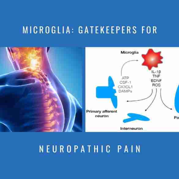 microglia gatekeepers neuropathic pain