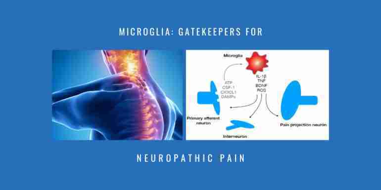microglia gatekeepers neuropathic pain