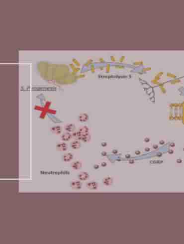 Neural Suppression Streptococcal Infection new
