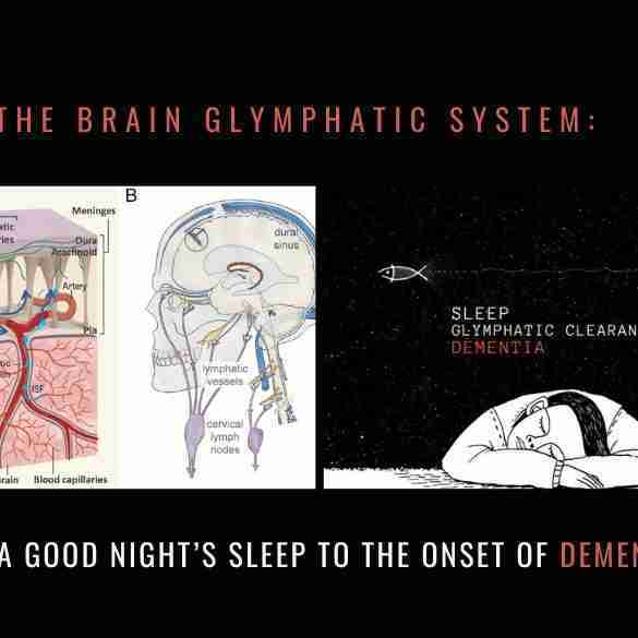 Brain Glymphatic System Good Night’s Sleep