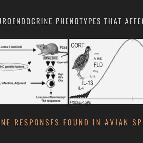 Neuroendocrine Phenotypes Avian Species