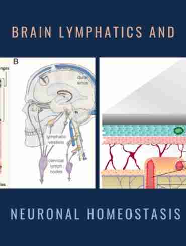 Brain Lymphatics