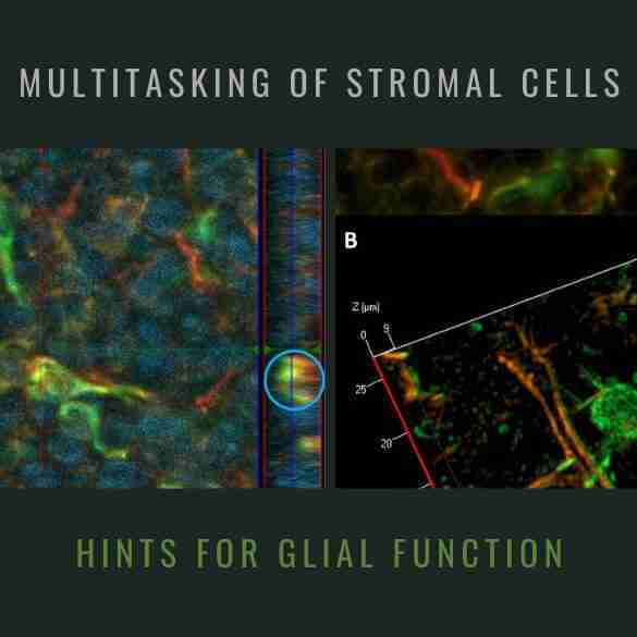 Multitasking of Stromal Cells Lymphoid Organs