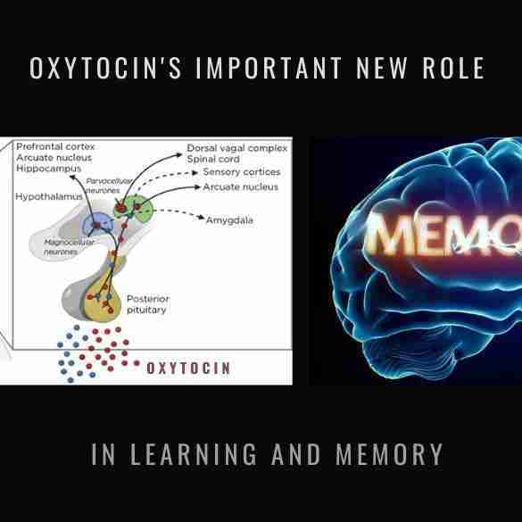 Oxytocin Learning and Memory