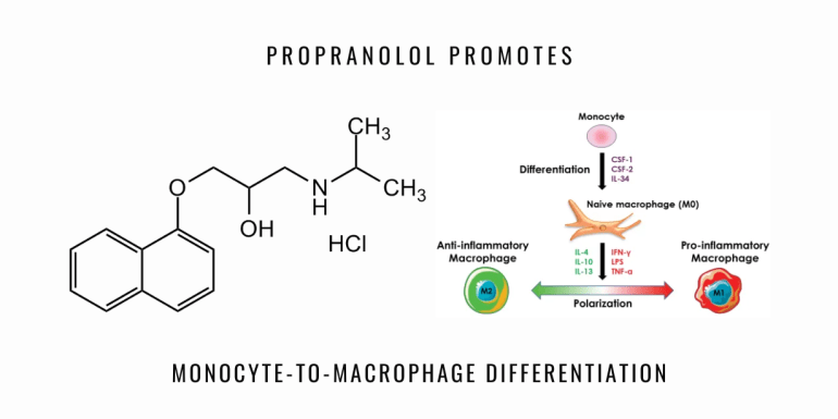 propranolol monocyte macrophage
