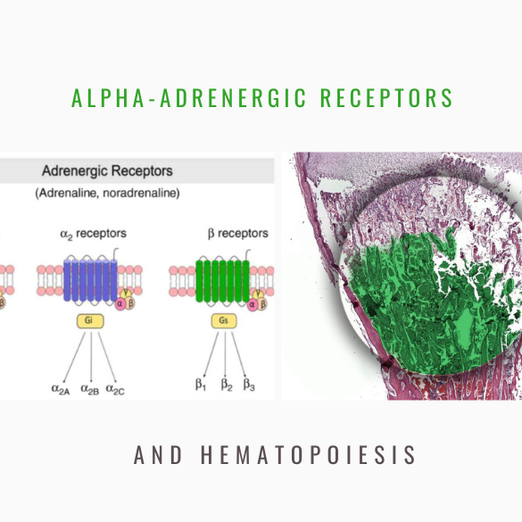 alpha-adrenergic receptors hematopoiesis
