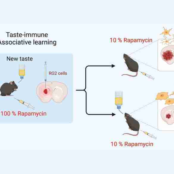 Taste-Immune Associative Learning