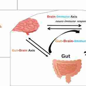 gut immunity stress-induced depression