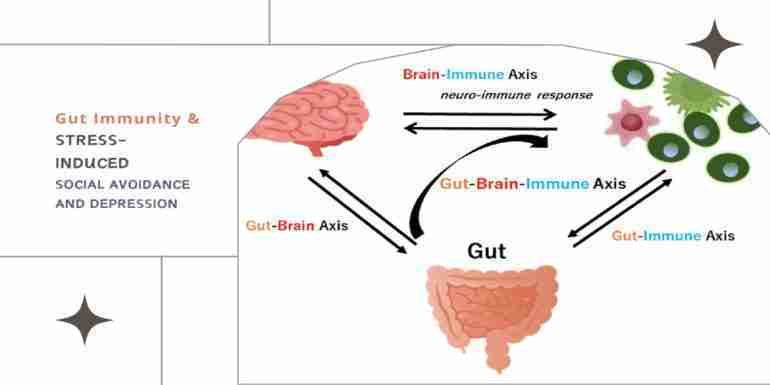 gut immunity stress-induced depression