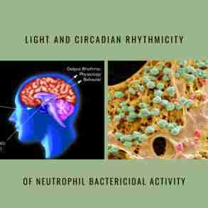 light circadian rhythmicity neutrophil activity