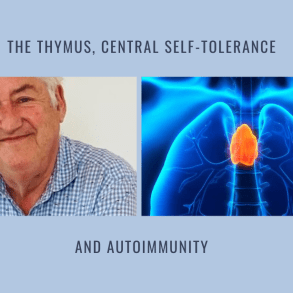thymus central self tolerance autoimmunity
