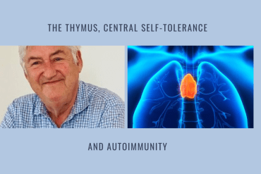 thymus central self tolerance autoimmunity