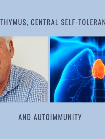 thymus central self tolerance autoimmunity