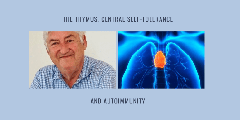 thymus central self tolerance autoimmunity