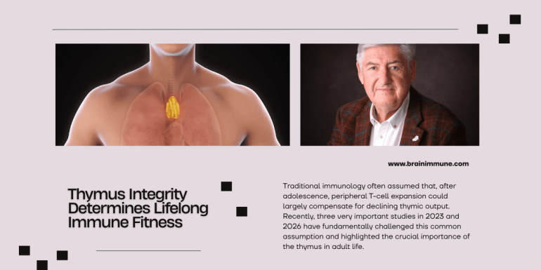 thymus integrity immune fitness